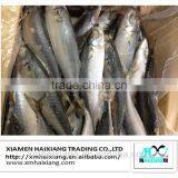Frozen Pacific Mackerel Fish in High Quality for Sale(600g+) thumbnail-3