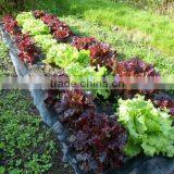 PP Ground Cover/Anti-Weed Grass Control/PP Weed Mat thumbnail-1