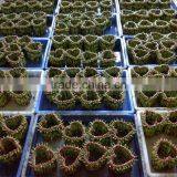 Lucky Bamboo ( Dracaena Sanderiana) Heart Shape thumbnail-2