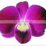 Thailand High Quality OR-019 Dendrobium Big Ham Orchid thumbnail-1