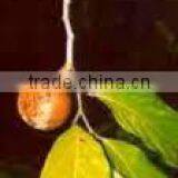 Chaulmoogra Oil thumbnail-2