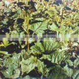 Saussurea Lappa Extract thumbnail-1