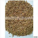 Coriander Seeds thumbnail-4