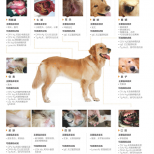 Pet Care Test CDV ag CPV ag CCV ag CIV ag thumbnail-4