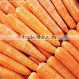 Chinese Carrot thumbnail-1