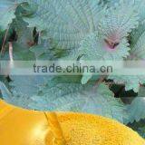 Cold Pressed Perilla Oil thumbnail-1