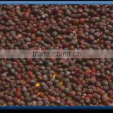 Black Mustard. thumbnail-1