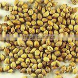 Coriander Oil (CNS) thumbnail-1