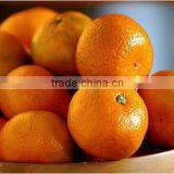 Citrus Fresh Mandarin Orange With Sour Taste and Moisture Rich thumbnail-6