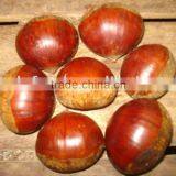 chinese chestnut/ fresh china chestnut
