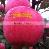 New 2016 Professional Delicious High Quality Fresh Red Hanfu Apple thumbnail-3