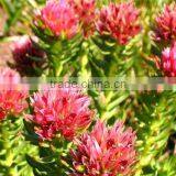 China Cheap Pure Natural Hot Seller Rhodiola Rosea Extract 10:1 With Good Service thumbnail-6