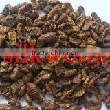 Dried Silkworm Pet Food thumbnail-3