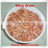 Retail Drum(100g/200g/400g/800g) Dried Locusts Of Wild Bird ;Freeze Dried Locusts For Wild Bird thumbnail-3