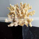 Polyresin Coral Decoration thumbnail-6