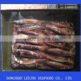 Best Quality Frozen Illex Argentinus Squid
