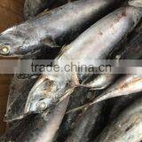 Sea Frozen Fresh Good Price Bonito Skipjack Tuna thumbnail-2