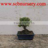 Sageretia Bonsai Ball 20cm thumbnail-1