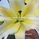 New Arrival Fresh Cut Yellow Lily Flower thumbnail-1