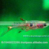 Dwawf Rasbora Fish For Sale and Export / Ornamental Fish Thailand thumbnail-4