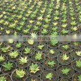 Natural Plant Haworthia Limifolia Variegated thumbnail-1