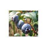 Bilberry extract