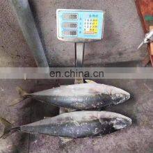 Hot Sale Frozen IQF Yellow Tail Scad Fish Price Mackerel Seafood for Market 8kgs up thumbnail-3