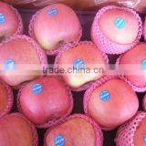 Chinese Fresh Fuji Apple of Shandong Origin thumbnail-1