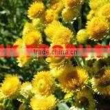 Helichrysum Essential Oil