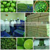 FRESH AND FROZEN LEMON WITH BEST PRICE FOR NOW thumbnail-1