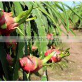 Fresh Dragon Fruit - New Crop With Premium Quality thumbnail-1