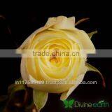 Cut Rose thumbnail-6