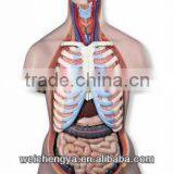 45CM Unisex Torso 23 Parts