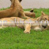 SHENZHEN/GUANGZHOU/FOSHAN/SHANGHAI/NINGBO TO DAR ES SALAAM (shipping Service) thumbnail-1