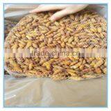 New Season Fresh IQF Frozen Silkworm thumbnail-4