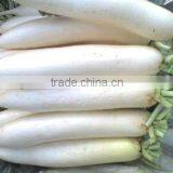 Fresh White Radish thumbnail-1