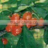 Anti-bird netting for fruit(manufacturer/ISO2001)