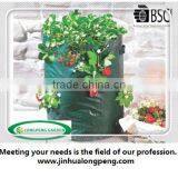 Popular PE Strawberry Planter Bag,Grow Bag