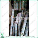Garden Trellis Stake for Plant Support 8X900MM thumbnail-3