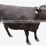 HOKKAIDO WAGYU BEEF thumbnail-2