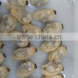 Japanese Food Supplier Frozen Delicious Fresh Whole Boiled Clam for Sale thumbnail-3