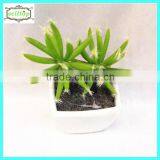 10cm New Design Hot Sale Sale Bonsai thumbnail-1