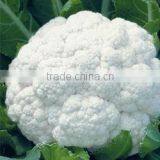 Winter King Hybrid Cauliflower Seed