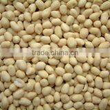 High Quality Blanched Peanuts 61/71 2014 Hot Sale From Shandong thumbnail-1