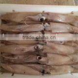 Frozen Whole Round Squid thumbnail-2