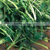 China Import Direct Spinach Extract Latest Products in Market thumbnail-3