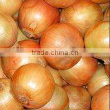 Best Quality Yellow Onion Exporters thumbnail-3