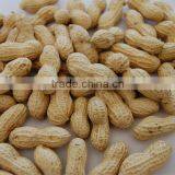 Chinese Roasted Peanut in Shell Shandong thumbnail-1
