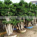 Ficus Microcarpa nursery