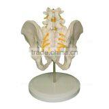 High Quality Human Body Anatomy Pelvis Spine Model thumbnail-2